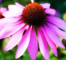 Echinacea Herb Extract