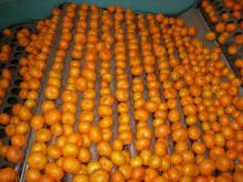 Baby Mandarin