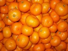  Fresh   Mandarin 