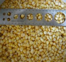 IQF Sweet Corn