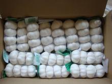 2011 garlic fresh of new crop (5.5 cm 10kg carton )