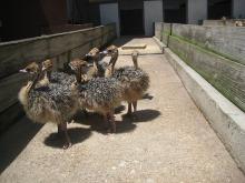 Ostrich chicks and the fresh fertile eggs for sale