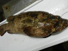 FRESCH CHILLED TIGER GROUPER