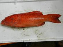 Fresh Chilled Coral Trout