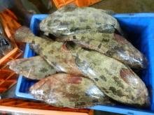 FRESH  CHILL ED TIGER GROUPER
