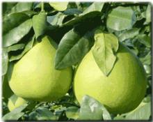  Honey   pomelo 47
