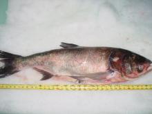 Asia Carp