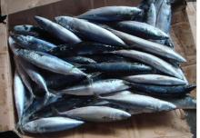 Frozen  Whole   Round   Sardine 