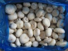  IQF   Champignon   mushroom 
