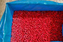 IQF Lingonberry