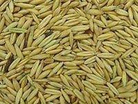Fresh and dried Oats for sale at very cheap prices