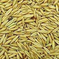 top quality Oat Seeds for sale