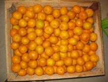 Nanfeng orange35