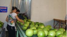 Chinese  fresh   pomelo 005
