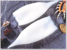 squid tube