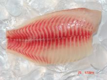red tilapia WR 400-500g