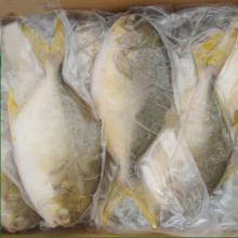 golden pomfret
