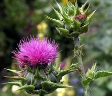 Milk Thistle P.E.