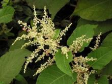 Resveratrol