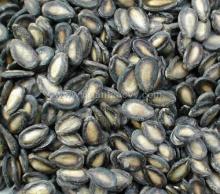Black water melon seeds