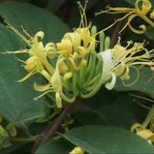 Honegsukle flower P.E.