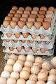 Brown hatching chicken eggs