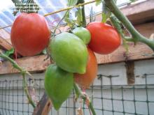 heirloom tomatoes (black krim, amish paste, etc.
