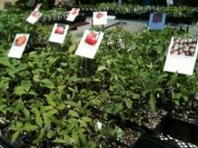 Full size picture of Tomato 'Amish Paste