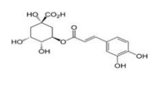 Natural Chlorogenic Acid Green Coffee bean extract