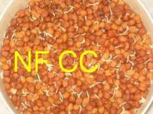 CHICK PEAS