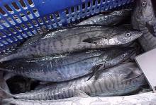 Spanish Mackerel