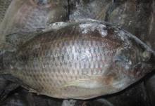 Frozen tilapia whole round