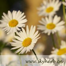  Chamomile  extract
