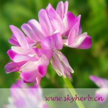 Astragalus Extract