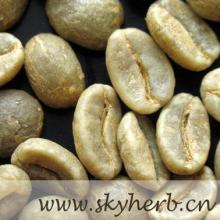  Green   coffee  bean  extract 