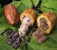 Cacao