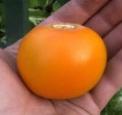 Naranjilla Puree