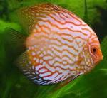  discus  fish