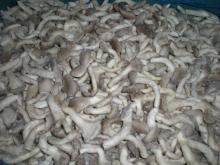  frozen  oyster mushroom