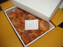 spanner crab