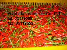 fresh  small   chili 