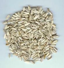 Sunflower seeds