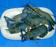sell fresh water shrimp,cuttlefish, tilapia ,catfish gutted ,rohu thailand