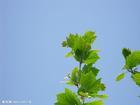 Birch Leaf Extract