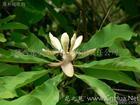 Magnolia P.E.