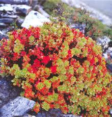 Rhodiola Rosea Extract