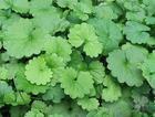 Herba Glechomae Longitubae/ Asiaticoside 