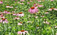Echinacea Plant Extract (Polyphenol,cichoric acid )