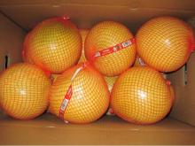 New Crop Fresh Pomelo