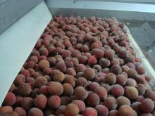 IQF litchi